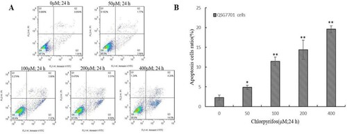 Figure 2. CPF-induced apoptosis in QSG7701 cells. Representative flow cytometric analysis conducted for cells stained with Anexin V-PI following treatment with 50, 100, 200, 400 μM CPF and 0.1% DMSO used as a control for 24 h (A). The lower right panel shows the early apoptotic cells and the upper right panel shows the late apoptotic cells or cells undergoing necrosis. Quantitative data are shown in the right panel (B). The data represent the means ± SD values of three experiments in triplicate. *p ≤ .05 and **p ≤ .01 vs. the negative control.