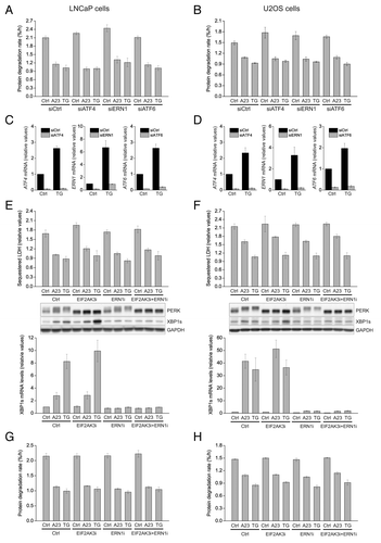 Figure 3. A23187 (A23)- and TG-mediated repression of autophagy is independent of ER stress. LNCaP cells (A) or U2OS cells (B) were transfected with a nontargeting control siRNA (siCtrl) or siRNAs targeting ATF4 (siATF4), ERN1 (siERN1), or ATF6 (siATF6). Subsequently, cells were treated for 6 h with DMSO control (Ctrl, 0.2%), A23 (0.75 µM), or TG (100 nM) under amino acid starvation conditions, and long-lived protein degradation rates were determined as described in Materials and Methods. Mean protein degradation rates ± SEM from 3 independent experiments are shown. (C and D) Confirmation of knockdown efficiencies of the siRNAs used in (A and B). LNCaP cells (C) or U2OS cells (D) were transfected with siRNAs as in (A and B) and treated for 6 h with DMSO (Ctrl, 0.2%) or TG (100 nM) under amino acid starvation conditions. Subsequently, RNA was extracted and subjected to real-time RT-PCR analyses of relative mRNA levels of ATF4, ERN1, and ATF6 as indicated. Mean relative mRNA levels ± SEM from 3 independent experiments are shown. The average value of the DMSO control conditions with the control siRNA was arbitrarily set to 1. The mean knockdown efficiency varied between 83% and 92%. (E and F) LNCaP cells (E) or U2OS cells (F) were pretreated for 1 h with DMSO (Ctrl, 0.2%), the EIF2AK3 inhibitor GSK2606414 (EIF2AK3i, 100 nM) + 0.1% DMSO, the ERN1-inhibitor MKC8866 (ERN1i, 10 µM) + 0.1% DMSO, or a combination of the two inhibitors (100 nM EIF2AK3i + 10 µM ERN1i). Thereafter, the cells were washed in EBSS medium and starved for 2 h in EBSS medium containing BafA1 (100 nM) and either DMSO (Ctrl, 0.1%), A23 (0.75 µM) or TG (100 nM). Moreover, to maintain suppression of EIF2AK3 and ERN1 activity, EIF2AK3i, ERN1i, and DMSO were re-added at the same concentrations and combinations as during the pretreatment. Subsequently, cells were harvested and assessed for LDH sequestration (top panels) as detailed in Materials and Methods. Mean relative LDH sequestration values ± SEM from 3 independent experiments are shown. The mean LDH sequestration rate in cells that were starved for amino acids in the absence of BafA1 was arbitrarily set to 1. Second (middle panels), aliquots of the total disruptates that were generated in the LDH sequestration assay were used for western blot analyses of EIF2AK3, XBP1s, and GAPDH (loading control) as detailed in Materials and Methods. The observed shift toward the more slowly migrating bands that are recognized by the EIF2AK3 antibody is indicative of EIF2AK3 phosphorylation. Third (bottom panels), aliquots of the harvested cells were subjected to real-time RT-PCR analysis of XBP1s mRNA levels as described in Materials and Methods. Mean relative values ± SEM from the 3 independent experiments are shown. (G and H) [14C]-valine radiolabelled LNCaP cells (G) or U2OS cells (H) were chased and then treated as in (E and F), but for 6 h and without BafA1 addition. Degradation rates of long-lived proteins were determined as detailed in Materials and Methods. The columns represent mean degradation rates ± SEM from 3 (G) or 4 (H) independent experiments.