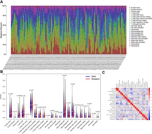 Figure 8 CSMD1 mutation is associated with tumor invasion of immune cells. (A) Stacked bar chart shows 22 immune cell distributions in each sample. (B) A violin chart is showing the difference in immune cell infiltration between the CSMD1 mutant group and the CSMD1 wild group. (C) Correlation matrix between immune cells. Red represents positive correlation, while blue represents negative correlation.