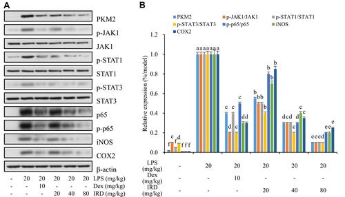 Figure 7 IRD downregulated the protein expressions of PKM2-mediated JAK/STAT and NF-κB pathways in lung tissues of LPS-treated mice. (A) Representative bands and (B) quantitative results of the protein expressions of PKM2 and its downstream (p-JAK1, p-STAT1, p-STA3, p-p65, iNOS, and COX2) in mouse lung tissues. All data are shown as mean±SD (n=5). Different letters indicated significant differences (P<0.05) by Tukey’s test.