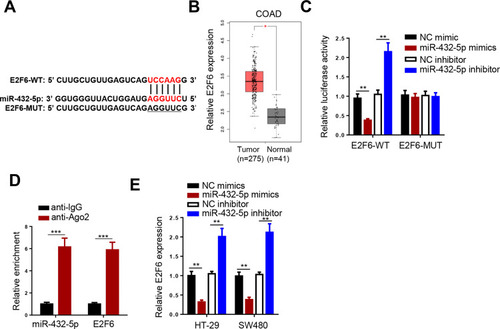 Figure 4 E2F6 is a direct target of miR-432-5p. (A) StarBase website predicted the complementary sequence between E2F6-3ʹUTR and miR-432-5p. (B) ATCG database showed the expression of E2F6 in COAD. (C) Luciferase reporter assay was performed to analyze the activity of E2F6-WT or E2F6-MUT reporter in SW480 cells. (D) RIP assay demonstrated that miR-432-5p and E2F6 co-existed in RISC. (E) E2F6 expression was inhibited by miR-432-5p. **P<0.01, ***P < 0.001.