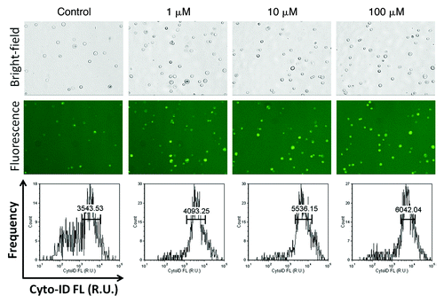 Figure 8. Rapamycin-induced autophagy in PC-3 cells. Bright-field (top) and fluorescent (middle) images of PC-3 cells induced with 0, 1, 10 and 100 µM of rapamycin for 4 h. The fluorescent images clearly showed the increase in fluorescence and population of Cyto-ID® Green autophagy dye-stained PC-3 cells, confirmed by the fluorescence histogram (bottom), showing increase in average fluorescence intensity as rapamycin concentration increased.