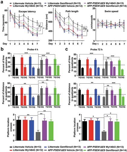 Figure 3. Administration of PPARA agonists rescues spatial memory impairment in APP-PSEN1ΔE9 mice. (a) Morris water maze behavioral assessment for APP-PSEN1ΔE9 mice or WT littermates treated with either DMSO (Vehicle) or PPARA agonist (either gemfibrozil or Wy14643) showing differences in escape latency, path length and swim speed during learning session. (b) Probe trial performance at 4 h (short-term memory). In the absence of drug treatment, the APP-PSEN1ΔE9 mice had a poorer performance than the untreated littermates, as shown by no preference for the trained target quadrant (TQ) (as demonstrated by percent of time and percent of distance in the target quadrant) and fewer crosses over the platform location. After the administration of gemfibrozil and Wy14643 for 2 months, APP-PSEN1ΔE9 mice showed a clear preference for the trained target quadrant and increased crosses over the platform location. OQ, opposite quadrant. (c) Probe trial performance at 72 h. Treatment with gemfibrozil and Wy14643 improved the performance of APP-PSEN1ΔE9 mice. *, P < 0.05; **, P < 0.01; ***, P < 0.001; one-way ANOVA with the Tukey’s post-hoc test. Bars represent mean ± SEM.