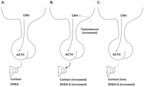 Figure 1 A) Neuroendocrine function among healthy children and adolescents; B) Children and adolescents with impulsive aggression; C) Children and adolescents with callous, unemotional traits. Solid arrows represent stimulation and dashed lines represent inhibitory pathways.