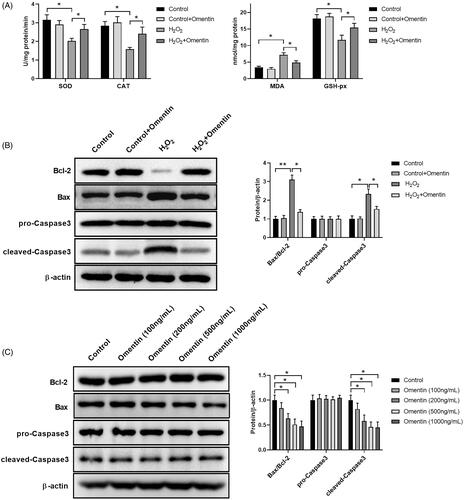 Figure 2. Omentin inhibited the apoptosis of PC12 cells induced by H2O2. (A) PC12 cells were pre-incubated with 500 ng/mL omentin for 24 h before exposure to H2O2 for 4 h. The antioxidant enzymes of superoxide dismutase (SOD), catalase (CAT), glutathione peroxidase (GSH-Px), and malondialdehyde (MDA) were analyzed. (B) The western blotting assay was used to detect the expression levels of proteins related to apoptosis, including Bcl-2, Bax, pro-Caspase3, and cleaved-Caspase3, while β-actin was utilized as an internal control. (C) PC12 cells were cultured with different doses of omentin for 24 h, and the western blotting assay was used to detect the expression levels of proteins related to apoptosis. Results are presented as mean ± SD (n = 3) (*p<.05; **p<.01).