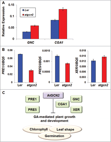 Figure 5. (A) The transcript accumulation of GNC and CGA1 in leaf tissues collected from 4-week-old Ler and atgcn2 plants was measured by real-time RT-PCR. Data represent the mean and SE of 3 technical replicates per genotype. Experiments with at least 3 independent biological replications yielded similar results. (B) The transcript accumulation of PRE1, PRE5 and XERICO (XER) in Ler and atgcn2 plants was measured by real-time RT-PCR. Data represent the mean and SE of 3 technical replicates per genotype. Experiments with at least 3 independent biological replications yielded similar results. (C) A model for AtGCN2 role in suppression of GA-mediated plant physiological processes, such as chlorophyll production, leaf blade morphogenesis and seed germination. GNC, CGA1, PRE1, PRE5 and XER, known to act as modulators of GA signaling, may be implicated in some of the regulatory steps proposed.