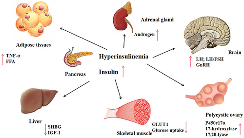 Figure 1 Influence of hyperinsulinemia on various human organs.