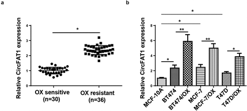 Figure 1. Upregulated circFAT1 is discovered in OX-resistant BC tissues and cells