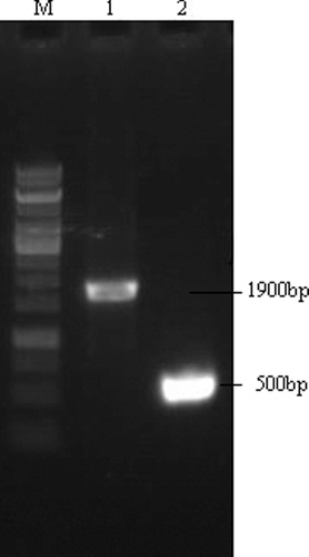Figure 1. Identification of the mutant with deletion of ptsG. M: 1 kb DNA marker (TaKaRa); lane 1: PCR product of ptsG (1900 bp); lane 2: ptsG gene recombinant without chloramphenicol resistance (500 bp).
