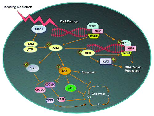 Figure 2. Role of ATM in the DNA damage response. ATM is rapidly phosphorylated (Ser1981) and activated by MRE11 or 53BP1 in response to radiation-induced double stranded DNA breaks. Active ATM in its monomeric state then initiates pathways that regulate cell cycle arrest, DNA repair, or if required apoptosis. Phosphorylation of H2AX on Ser139 by ATM promotes DNA repair signals which are required for survival following radiation, while the substrates Chk2 and p53 can arrest cell cycle progression or the latter can initiate cell death. Abbreviations: ATM, ataxia telangiectasia mutated; MRE11, meiotic recombination 11; NBS1, Nijmegen breakage syndrome 1; 53BP1, p53 binding protein 1; CDC25A, cell division cycle 25A; CDC25C, cell division cycle 25C; CDK2, cyclic-dependent kinase 2; CDC2, cell division control protein 2.