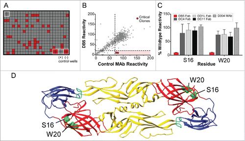 Figure 6. Identifying critical residues for mAb binding. (A) A shotgun mutagenesis mutation library for DENV2 prM/E protein encompassing 661 individual mutations, where each amino acid was individually mutated to alanine, was constructed. Each well of each mutation array plate contained one mutant with a defined substitution. Reactivity results for a representative 384-well plate are shown. Eight positive (wild-type prM/E) and 8 negative (mock-transfected) control wells were included on each plate. (B) Human HEK293T cells expressing the DENV2 prM/E envelope mutation library were tested for immunoreactivity with Fab DB5, which was measured using an Intellicyt high-throughput flow cytometer. Using algorithms described elsewhere (Davidson and Doranz; US patent application 61/938,894), clones with reactivity of <20 % relative to that of wild-type DENV2 prM/E yet >70% reactivity for a control mAb were initially identified to be critical for IM-CKV063 binding. (C) Mutation of 2 individual residues reduced DB5 binding (red bars) but did not greatly affect the binding of other conformation-dependent Abs (gray bars). Bars represent the mean and range of at least 2 replicate data points.