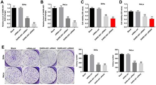 Figure 1 Downregulation of DARS-AS1 inhibits the proliferation of cervical cancer cells. SiHa and HeLa cells were transfected with DARS-AS1-siRNA1 or DARS-AS1-siRNA2, respectively. (A and B) The level of DARS-AS1 in SiHa and HeLa cells was analyzed by RT-qPCR. (C and D) Cell viability was analyzed by CCK-8 assay. (E) Colony formation assay was used to determine the cell proliferation. **P < 0.01, compared with the siRNA-ctrl group.