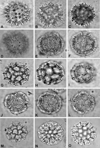 Figure 1. Pollen ofVernonia (LM). A, B. Pollen Type A – V. cupularis. Montes s. n.: (A) Slightly tilted equatorial view, showing aperture (left); (B) Polar view. C, D. Pollen Type A, subtype Aa – V. novarae. Vervoorst & Legname 4581: (C) Equatorial view; (D) Polar view, high focus. E–G. Pollen Type B – V. spicata. Schultz 7185: (E) equatorial view, mesocolpium; (F) Equatorial view showing aperture; (G) Polar view. H–J. Pollen Type D – V. amambaia. Dematteis & Schinini 867: (H) Equatorial view, aperture mid‐low focus; (I) Equatorial view, aperture high focus; (J) Polar view. K–M. Type C – V. propinqua var. canescens. Dematteis 888: (K) Equatorial view; (L) polar view, high focus; (M) Polar view, mid focus. N, O. Pollen Type E – V. brunneri. Brunner 1720: (N) Polar view; (O) Equatorial view. [All images × 1000].