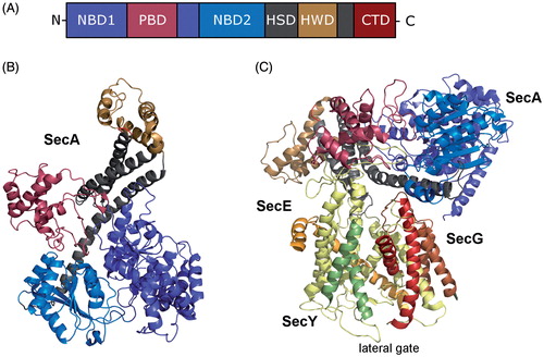 Figure 6. Structure of SecA, the motor protein of the post-translational transport in bacteria. (A) Schematic domain organisation of SecA (NBD, Nucleotide binding domains; PBD, peptide-cross-linking domain; HSD, helical scaffold domain; HWD, helical wing domain; CTD, C-terminal domain). (B) Crystal structure of SecA from Thermotoga maritima (adapted from Zimmer et al. (Citation2008); pdb: 3DIN). The colour code is the same as in (A). (C) Crystal structure of SecA in complex with the SecYEG translocon (adapted from Zimmer et al. (Citation2008); pdb: 3DIN). The helices of the lateral gate of SecY are highlighted. This Figure is reproduced in color in the online version of Molecular Membrane Biology.