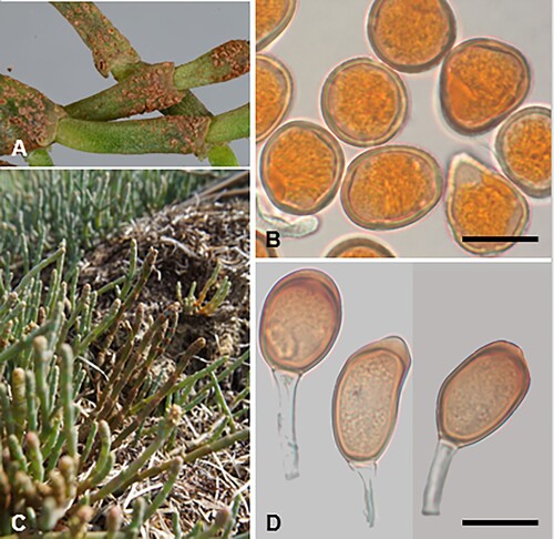 Figure 28. Uromyces novae-zelandiae on Sarcocornia quinqueflora subsp. quinqueflora: A, C, Uredinia. B, Urediniospores. D, Teliospores. Scale bars = 20 μm.