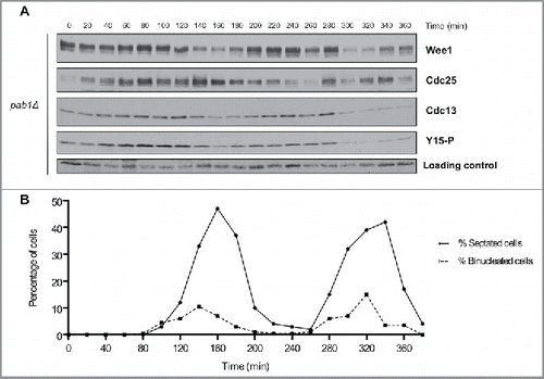 Figure 4. PP2APab1 is required for cell-cycle dependent changes in phosphorylation of Wee1 and Cdc25. (A) Wee1, Cdc25, Cdc13, and Cdk1 inhibitory phosphorylation were analyzed by western blot in pab1Δ cells synchronized by centrifugal elutriation, as in Figure 2. A background band was used as a loading control. (B) A fluorescence microscopy assay using DAPI and calcofluor staining was used to determine the percentage of binucleated cells and cells undergoing septation.