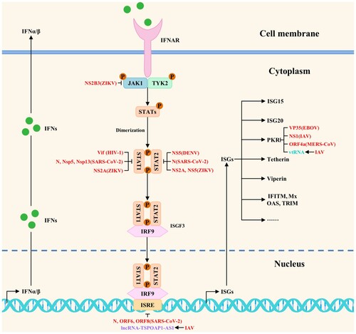 Figure 4. The viral strategies to block antiviral innate immune signaling pathways: inhibition of interferon responses. Viruses could antagonize the host antiviral innate immunity by directly or indirectly blocking interferon responses. Red, purple, and peacock blue indicate viral proteins (viruses), lncRNAs, and vtRNAs, respectively.