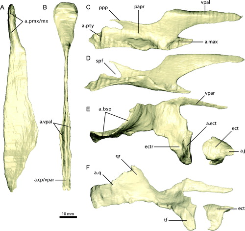 FIGURE 15. Palatal elements of Erlikosaurus andrewsi (IGM 100/111). Vomer in A, left lateral and B, dorsal views. Right palatine in C, dorsal and D, lateral views. Right pterygoid and ectopterygoid in E, dorsal and F, lateral views. Abbreviations: a.bsp, basisphenoid articulation; a.cp/vpar, cultriform process and vomeropalatine ramus of the pterygoid articulation; a.ect, articulation with ectopterygoid; a.j, jugal articulation; a.max, maxilla articulation; a.pmx/mx, premaxilla/maxilla articulation; a.pty, pterygoid articulation; a.q, quadrate articulation; a.vpal, vomeropterygoid ramus of the palatine articulation; ect, ectopterygoid; ectr, ectropterygoid ramus; papr, palatine pneumatic recess; ppp, pterygoid process of palatine; qr, quadrate ramus; spf, subsidiary palatal fenestra; tf, transverse flange; vpal, vomeropterygoid ramus; vpar, vomeropalatine ramus.