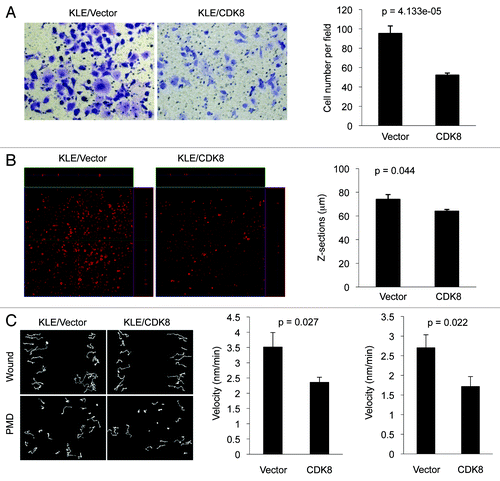 Figure 4. Effects of CDK8 on cell migration and invasion in endometrial cancer cells with low levels of CDK8. KLE cells stably overexpressing CDK8 were analyzed for cell migration by transwell assay and for invasion by three-dimensional invasiveness assay. (A) Crystal violet dye staining of cells that migrated through the 8-μm pore in the transwell assays. The data (right) were shown as mean ± SEM of the number of cells migrated from three separate experiments. (B) PI staining of invasive cells by three-dimensional invasiveness assay was shown. The data were shown as mean ± SEM of the z-sections of invasive cells from three separate experiments. (C) Cell movement and quantification of the velocity for wound healing and PMD in CDK8 overexpressing KLE cells or control cells were presented.