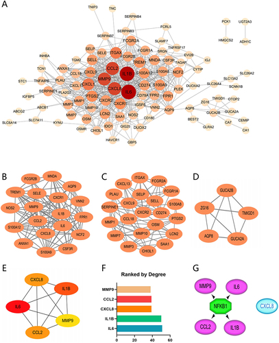 Figure 5 Protein-Protein Interaction Network. The network was constructed and visualized through the Cytoscape software. (A) PPI network. The nodes represent proteins, and the edges represent their interaction. (B–D) MCODE sub-network, including cluster 1 and cluster 2. (E and F) Cytohubba-Degree was used to identify hub genes in the network. (G) The master regulator predicted by the iRegulon tool is highlighted in green, and the target genes are in purple.
