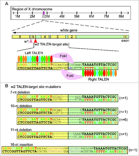 Figure 1. White gene TALEN design and mutagenesis. (A) The white gene locus on X chromosome and design of white TALEN pair 1 (w1 TALEN) and pair 2 (w2 TALEN). w1 TALEN targets the junction between exon 5 (yellow) and intron 5 (green). w2 TALEN targets the junction between intron 4 and exon 5. w2 TALEN arms (left and right) are represented as simplified RVD repeats: each colored oval representing a particular RVD recognizing a given nucleotide, the DNA recognition sequences are highlighted in matching color, and the conserved splicing acceptor dinucleotide 5′-AG-3′ sequence is highlighted in magenta. (B) Nature of mutations introduced by w2 TALEN. Among the 10 independent single G1 flies, 9 showed short deletion mutations of varying lengths (7-, 10-, and 11-nucleotide deletions). One G1 fly showed a short insertion of 16 nucleotides (pink).