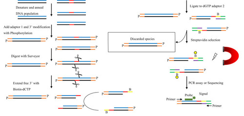 Figure 1 Surveyor method screening mutant DNA. Hybrid DNA fragments are generated by thermal melting and reannealing. The reannealed products were added adaptors to the 3ʹ ends of modification with phosphorylation and then digested with Surveyor nuclease. The digested products were tagged with a biotinylated nucleotide for subsequent selection. New adaptors are ligated to free 3ʹ ends, and then biotinylated fragments are captured using streptavidin magnetic beads. Finally, enriched fragments are used for PCR assay.