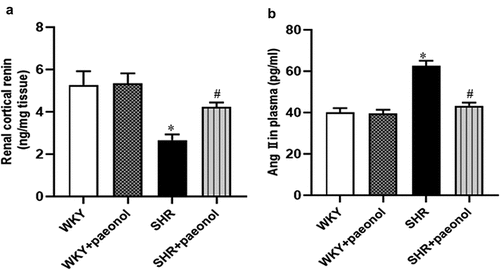 Figure 6. Effect of paeonol on the levels of renin in kidney and Ang II in plasma in WKY and SHRs. The WKY rats and SHRs were treated with vehicle or paeonol (5 g/kg/day) for 5 weeks. The levels of renin in kidney (a) and Ang II in plasma (b) were determined by immunoassay kit. Data are expressed as the means ± S.E.M (n = 6/group). *P < .05 vs WKY; #P < .05 vs SHR.