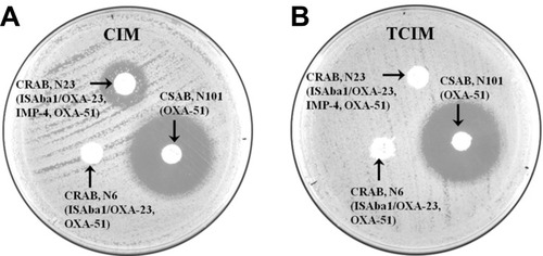 Figure 2 Comparative results of Carbapenem Inactivation Method (CIM) and Triton-Carbapenem Inactivation Method (TCIM) in three isolates (N6, N23, N101). (A) Results of three isolates (N13, N54, N123) using the CIM; (B) Results of three isolates (N13, N54, N123) using the TCIM. Results obtained using a meropenem (MEM) disk (10 µg) as substrate.