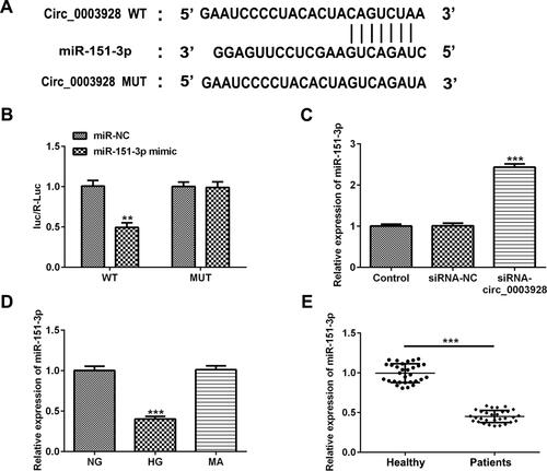 Figure 4 Hsa_circ_0003928 binds to miR-151-3p. (A) According to the bioinformatics assay (https://circinteractome.nia.nih.gov), a binding site between hsa_circ_0003928 and miR-151-3p was predicted. (B) HEK293 cells were co-transfected with wild-type (WT) hsa_circ_0003928 or mature (MUT) hsa_circ_0003928 and miR-151-3p mimic or miR-NC (mimic control) using Lipofectamine 2000. 48 h after transfection, the luciferase activities were tested by the Dual-Luciferase Reporter Assay system. **p<0.01 vs miR-NC. (C) HK-2 cells were transfected with siRNA-NC or siRNA-circ_0003928, and the expression level of miR-151-3p was detected by RT-qPCR. ***p<0.001 vs siRNA-NC. (D) HK-2 cells were treated with NG, HG and MA, respectively, and the expression level of miR-151-3p was detected by RT-qPCR. ***p<0.001 vs NG. (E) The expression level of miR-151-3p in serum from healthy control and patients with DN was measured by RT-qPCR. ***p<0.001.