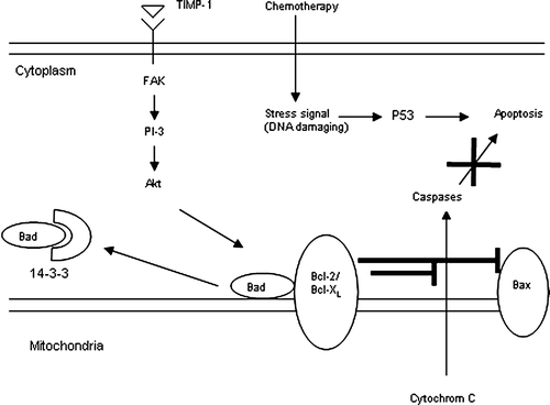 Figure 1.  Chemotherapy works by initiating a stress signal in the cell by damaging the DNA. This stress signal activates p53, which in turn induces apoptosis. Since TIMP-1 has been shown to inhibit apoptosis, probably by activating the cell survival signalling pathway involving FAK, PI-3 kinase, Akt and Bcl-proteins, a model is proposed in which TIMP-1 neutralizes the chemotherapeutic stress stimuli by inhibition of apoptosis. See the text for further details. Modified from Citation[47].