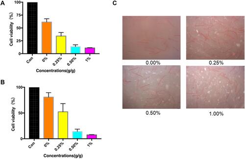 Figure 6 Incorporation of AgBr-NP@CTMAB into PMMA specimens and its cytotoxicity and appearance. (A and B) The cell viability of HOECs (A) and HGFs (B) were measured after culture for 72 h with the extracts of AgBr-NP@CTMAB/PMMA incorporated specimens. The representative means and SDs were recorded after independent triplicate experiments. (C) The representative images of the PMMA specimens incorporated with AgBr-NP@CTMAB/PMMA.