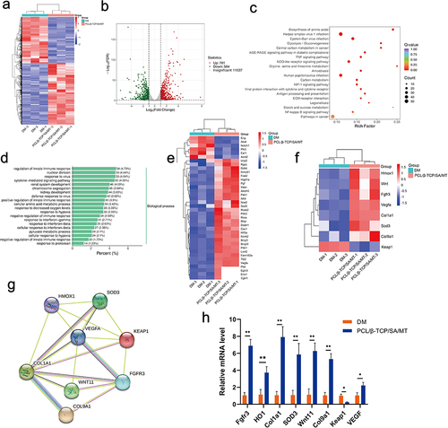 Figure 5 Transcriptome analysis of MT nanocomposite scaffold. (a) DEG heat map according to RNA-seq analysis. (b) The differentially expressed genes in the PCL/β-TCP/SA/MT group compared to DM group. (c) GO analysis of differentially expressed genes between PCL/β-TCP/SA/MT group and DM group. (d) KEGG enrichment analysis of PCL/β-TCP/SA/MT group compared with DM group. (e) DEG heat map related to response to decreased oxygen levels. (f) Heat map of DEG related to antioxidant and angiogenesis in PCL/β-TCP/SA/MT group vs DM group. (g) The PPI network of antioxidant and angiogenesis-related genes. (h) qPCR to verify the expression of DEG mRNA related to antioxidant and angiogenesis in Bend.3 cell. n=3; *p < 0.05, **p < 0.01.