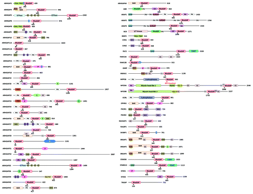 Figure 2. Domain structure of human Rho/Rac GAPs. Abbreviations for domains are as follows: A, alanine-rich; BAR, Bin/amphiphysin/Rvs; C1, cysteine-rich phorbol ester binding; C2, calcium-dependent lipid binding; CC, coiled-coil; CRAL-TRIO, cellular retinaldehyde and TRIO domain; FCH, Fes/CIP4 homology; FF, contains two conserved phenylalanine residues; G, glutamine-rich; IQ, calmodulin-binding motif; Myhl2, myosin head-like 2; MyTH4, myosin tail homology 4; P, proline-rich; PDZ, protein binding site; PH, pleckstrin homology; PX, Phox homology; RA, Ras association (RalGDS/AF-6) domain; S, serine-rich; S/T kinase, serine/threonine kinase; SAM, sterile α motif; SH2, Src Homology 2; SH3, SRC Homology; 3START, StAR-related lipid transfer; WW, two highly conserved tryptophans (in purple). Arrowheads with numbers indicate the position of the catalytic arginine residue in the RhoGAP domain. SH3-binding domain (in blue).