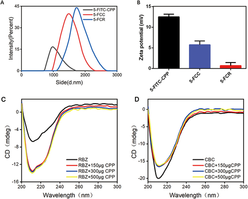 Figure 1 Synthesis and characterization of 5-FITC-CPP, 5-FCR, and 5-FCC. (A) mean particle size of 5-FITC-CPP, 5-FCR, 5-FCC. (B) Zeta surface potential of 5-FITC-CPP, 5-FCR, 5-FCC. (C) CD data of RBZ with increasing amounts of CPP in the complex. (D) CD data of CBC with increasing amounts of CPP in the complex.