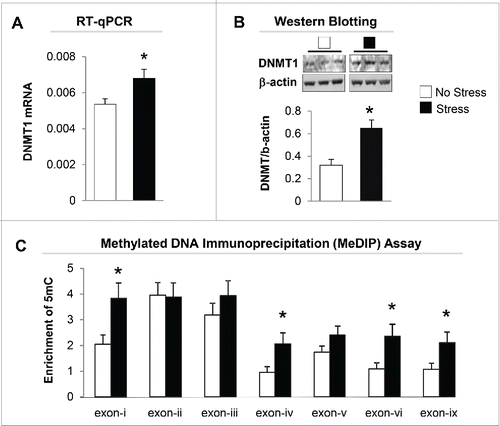Figure 3. Gestational stress significantly increases expression of DNMT1 mRNA (A) and protein (B) in the hippocampus of gestational-stress offspring. The representative immunoblots show a major band of approximately 190 kDa for DNMT1. All values are means ± SEM of 8 mice for each group. * P < 0.05 (Student t-test) vs. the corresponding control values. (C) Gestational stress significantly increases the levels of 5-methylcytosine (5mC) on promoter regions (-i, -iv, -vi and -ix) in the hippocampus of offspring compared to non-stress offspring. Data are presented as mean ± SEM of 10 mice for each group. * P < 0.05 (one-way ANOVA followed by Bonferroni test vs. the corresponding values for non-stress offspring).