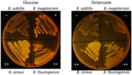 Fig. 4. Cell growth and PHA accumulation of Bacillus strains on glucose and octanoate.