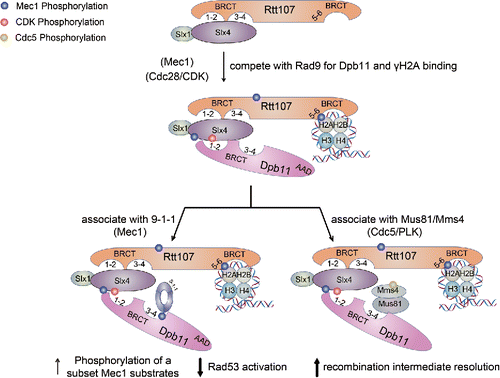 Figure 3. The Rtt107-Slx4 interaction and its functions. Three kinases promote specific interactions as depicted. Several functions of the Rtt107-Slx4-Dpb11 complex are indicated. See text for details.