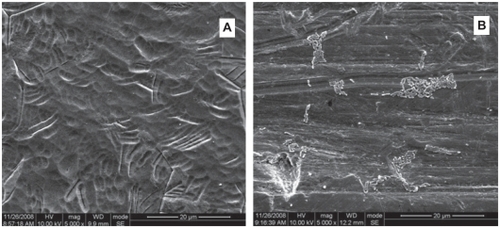 Figure 2 Scanning electron photomicrographs of the Ti-nAg (A) and Ti-polished (B) surfaces after incubation of Aa (magnification: 5000×; working distance: 8000 μm). The Aa bacteria exhibited a rod shape and reduced bacterial attachment to the Ti-nAg surface, relative to the Ti-polished surface.