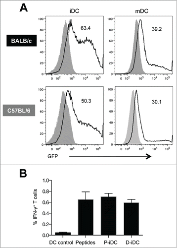 Figure 1. Transfection efficiency and in vitro functional activity of bone marrow derived murine DC. (A) GFP expression in electroporated immature and mature (CpG treated) DC from BALB/c and C57BL/6 mice. Solid histograms are from untransfected cells and the numbers in the graphs represent the percentage of GFP+ DC. (B) Percentage of antigen-specific splenocytes stimulated with SIV Env gp160 DNA electroporated (D-iDC) or peptide pulsed (P-iDC) immature DC. Splenocytes cultured with DC without antigen loading or in the presence of Env peptide pools were in included as negative and positive controls respectively. The mean frequency (± SEM) of Env-specific IFN-γ+ T cells is shown from one representative out of 3 experiments.
