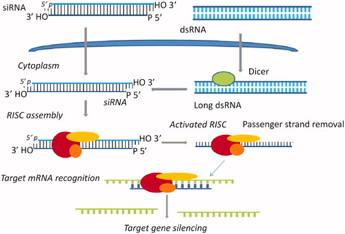 Figure 3. The mechanism of RNA interference. Long dsRNA is introduced into the cytoplasm, where it is cleaved into siRNA by Dicer. Alternatively, siRNA can be introduced directly into the cell. The siRNA incorporated into RISC assembly, and the sense (passenger) strand is degraded by the protein Argo-2 in the RISC. The remaining antisense strand serves as a guide to recognise the corresponding mRNA. The activated RISC–siRNA complex bind to and degrades the target mRNA, which leads to the silencing of the target gene.
