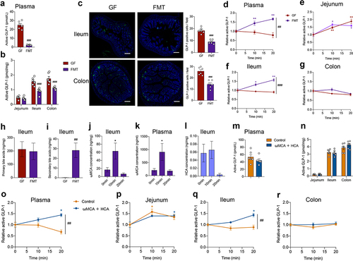 Figure 5. FMT or bile acid treatment recovers postprandial GLP-1 response in microbiome- depleted mice. (a, b) Comparison of fasting GLP-1 levels in the plasma (a) and intestinal tissue (b) of GF mice and GF mice colonized with fecal microbiota (FMT) (n = 6 per group). (c) Representative immunofluorescence staining for GLP-1 (green) and quantification of GLP-1 positive cells in the ileum and colon from GF and FMT mice (n = 6 fields of 3 mice per group with each mice containing 2 fields). Nuclei were stained by DAPI (blue). Scale bars, 200 μm. (d-g) GLP-1 response after olive oil gavage in the plasma (d) and intestinal tissue (e-g) of GF and FMT mice (n = 6/time point/group). (h, i) Concentration of fasting primary bile acids (h) and secondary bile acids (i) in the ileum of GF and FMT mice (n = 6/group). (j, k) Changes in ωMCA after olive oil gavage in the ileum (j) and plasma (k) of FMT mice (n = 6 per time point). (l) Changes in HCA after olive oil gavage in the ileum of FMT mice (n = 6 per time point). (m, n) Comparison of fasting GLP-1 levels in the plasma (m) and intestinal tissue (n) of control or ωMCA + HCA treated ABX mice (n = 6 per group). (o-r) GLP-1 response after olive oil gavage in the plasma (o) and intestinal tissue (p-r) of control or ωMCA + HCA treated ABX mice (n = 6/time point/group). Data are shown as mean ± SEM. *P < .05, **P < .01, vs. 0 min; ##P < .01, ###P < .001, vs. GF mice or control group. Statistical significance was determined by (a-c, h and i, m and n) unpaired Student’s t-test, (d-g, o-r) two-way ANOVA with the Dunnett’s posttest, or (j-l) one-way ANOVA with the Dunnett’s posttest. Abbreviations: ωMCA: ω-muricholic acid; HCA: hyocholic acid.