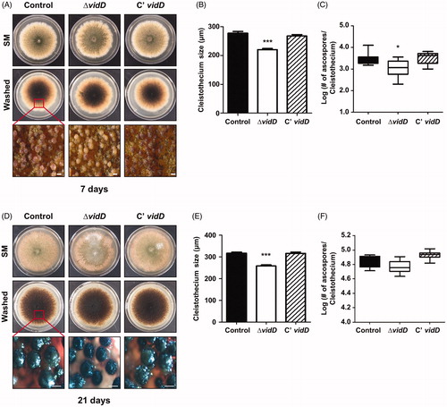 Figure 3. Sexual developmental phenotypes of the ΔvidD mutant. (A) Phenotypic analysis of control (TNJ36), ΔvidD (TYE6.1), and C’ vidD (TYE30.1) strains inoculated onto solid sexual media (SM) and incubated at 37 °C for 7 days under dark conditions. Bottom panel shows the cleistothecia observed by microscopy after washing off the conidia. (B) Quantitative analysis of cleistothecium size for shown in (A) (***p < 0.001). (C) Quantitative analysis of the number of germinating ascospores per cleistothecium in strains shown in (A) (*p < 0.05). (D) Phenotypic analysis of control (TNJ36), ΔvidD (TYE6.1), and C’ vidD (TYE30.1) strains inoculated onto solid SM and incubated at 37 °C for 21 days in the dark condition. Bottom panel shows the cleistothecia observed by microscope after washing off the conidia. (E) Quantitative analysis of cleistothecium size for strains shown in (D) (***p < 0.001). (F) Quantitative analysis of the number of germinating ascospores per cleistothecium in strains shown in (D).