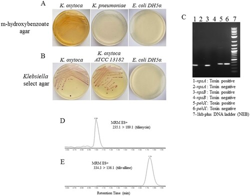 Figure 1. Identification of cytotoxin-producing K. oxytoca from fecal samples of preterm infants. A, Fecal material from the index NEC case was cultured on m-hydroxybenzoate agar; growth was compared to K. pneumoniae and E.coli DH5α. B, Colonies from (A) were cultured on Klebsiella select agar; growth was compared to toxin-negative K. oxytoca (ATCC) and E.coli DH5α. C, Colony PCR for the presence of pehX and npsA/B was performed to further characterize the isolates; toxin-negative K. oxytoca (ATCC) is shown for comparison. Mass spectrometry was performed on bacterial culture supernatants for the detection of tilimycin (D) and tilivalline (E).