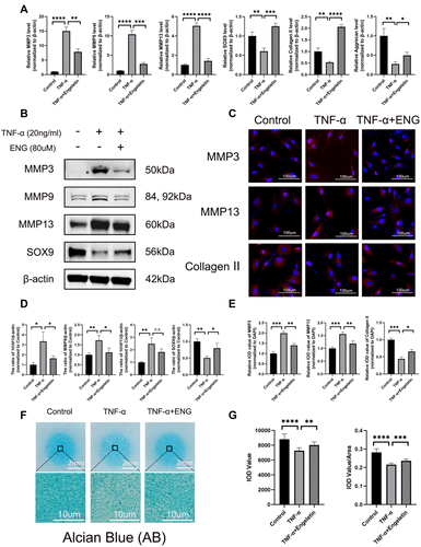 Figure 3 Engeletin prevented NP cells from the disturbance of metabolic homeostasis induced by TNF-α. (A) The relative mRNA expression of MMP3, MMP9, MMP13, SOX9, Collagen II and Aggrecan were analyzed by RT-qPCR. (B and D) The expression of MMP3, MMP9, MMP13 and SOX9 at protein level were detected by Western blotting. (C) The representative merge images of MMP3, MMP9 and Collagen II were obtained by immunofluorescence combined with DAPI staining for nuclei (scale bar: 100µm). (E) The results of immunofluorescence were analyzed through measuring the IOD values. (F) Alcian Blue staining for the high-density culture of NP cells for 1 week (scale bar: 2mm and 10µm). (G) The integrated optical density (IOD) value and IOD value/area were measured to evaluate the results of high-density culture through semi-quantitative analysis. All data are presented as mean ± SD. *P <0.05, **P < 0.01, ***P<0.001 and ****P<0.0001, n = 3.