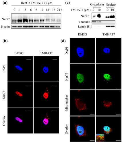 Figure 7. TMHA37 regulated the expression and mitochondrial targeting of Nur77. (a) Western blotting assays analyzed the expression of Nur77 in HepG2 cells after treating with 10 μM TMHA37 for the indicated time, β-actin was used for internal control. (b) 10 μM TMHA37 stimulated HepG2 cells for 3 h. Western blotting detected the distribution of Nur77 in the cytoplasm and nuclear. Lamin B1 and α-tubulin were used for the internal control of the nucleus and cytoplasm, respectively. (c) Confocal microscope observed the nuclear export of Nur77 in HepG2 cells treating with 10 μM TMHA37 for 6 h. DAPI was used as nuclei stanning dye. Scale bar, 20 μm. (d) HepG2 cells were exposed to 10 μM TMHA37 for 6 h and then probed with the Nur77 antibody and Mito-tracker. Scale bar, 20 μm.