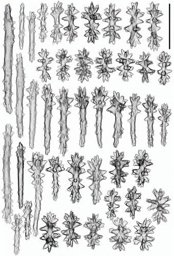 Figure 9.  Pseudoanthomastus agaricus holotype (MOM INV-6080). Sclerites of anthocodia wall. Scale 0.1 mm.