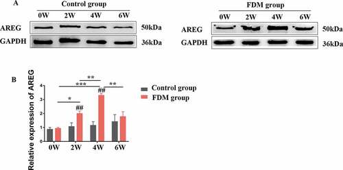 Figure 3. Expression of AREG protein in the posterior sclera by western blotting. (a): Representative western blot images; (b): Relative expression of AREG at different time points. The data was expressed as mean±standard error. AREG protein expression in FDM group was upregulated in 2 W, 4 W and slightly decreased after 2 weeks of recovery (6 W) (all p < .05, n = 4), while no significant difference was found in AREG expression at different time points in control groups (all p > .05, n = 4). AREG expression was higher in the FDM group than in the control group in 2 w and 4 w (both p < .05) but not in 0 W or 6 W (p = .456, p = .734). *p < .05, **p < .01 and ***p < .001, comparisons between the two groups; ##p < .01 compared with control group at the same time-point