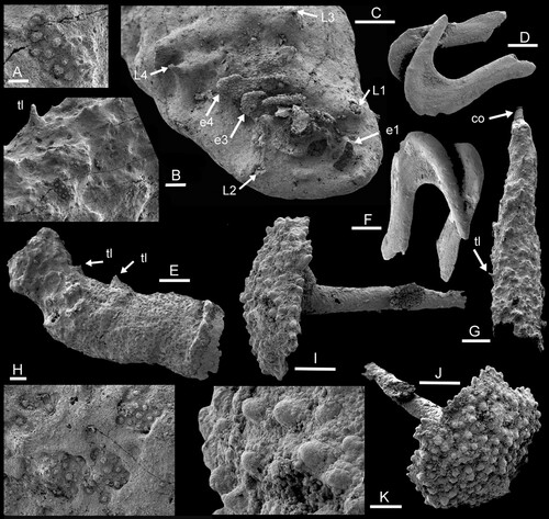 Figure 4. A–C,E,G,H. Dietericambria hensoniensis n. gen. n. sp., Henson Gletscher Formation. Cambrian (Miaolingian Series, Wuliuan Stage). A,B,G. PMU 36169 from GGU sample 271718, Løndal, posterior, with caudal outgrowth (co), trunk limb or spine (tl) and patches of ornamentation beneath phosphatic encrustation. C. PMU 39167 from GGU sample 271492, holotype, head, abbreviations see Fig. 3. E,H. PMU 39168 from GGU sample 271492, fragment of trunk with trunk limbs or spines (tl) and detail of sculpture (H). D,F. Conjoined pair of opposing hooks resembling eupentastomid cephalic hooks. PMU 36170 from GGU 218831. I–K. Spicule with ornamented base, PMU 36171 from GGU sample 271492. Scale bars: 5 µm (H), 10 µm (A,K), 30 µm (B), 50 µm (C,I,J), 100 µm (D–G).