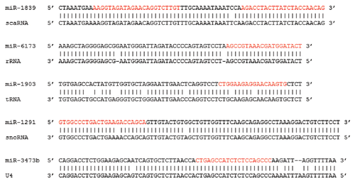 Figure 7. Noncoding RNA miR origins. Alignments showing the high degree of sequence conservation between select miRs (top) and progenitor noncoding RNA (bottom) sequences. miR-1839, cgr-mir-1839 mi0020426; scaRNA, RF00426 SCARNA15 ABDC01642996.1/97-188; miR-6173, hbr-MIR6173 mi0021483; rRNA, RF01959 SSU rRNA AF166114.1/117516-116014; miR-1903, cgr-mir-1903 mi0020435; tRNA, RF00005 tRNA AAHX01000286.1/15293-15364; miR-1291, ggo-mir-1291 mi0020755; snoRNA, RF00410 SNORA2 CEC01039678.1/1523-1387; miR-3473b, mmu-mir-3473b mi0016997; U4, RF00015 U4 AAHX01028334.1/65497-65654.
