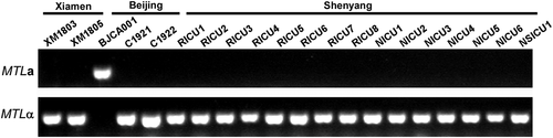 Figure 2. PCR analyses of the MTL loci of the different C. auris strains isolated from China. The MTL loci (MTLa or MTLα) of the twenty C. auris strains isolated from China were determined by PCR chemotyping.